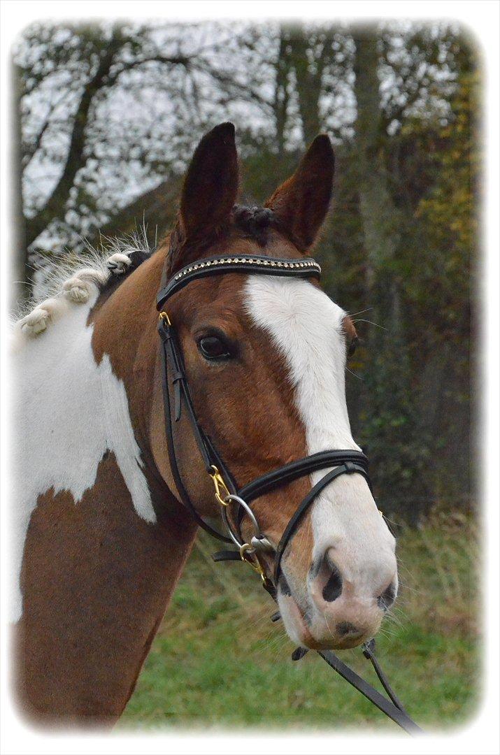 Pinto Mosedals Pinochio LANDSPONY [SOLGT] - Skønheden til stævne <3 billede 1