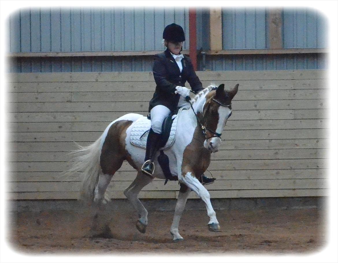 Pinto Mosedals Pinochio LANDSPONY [SOLGT] billede 2