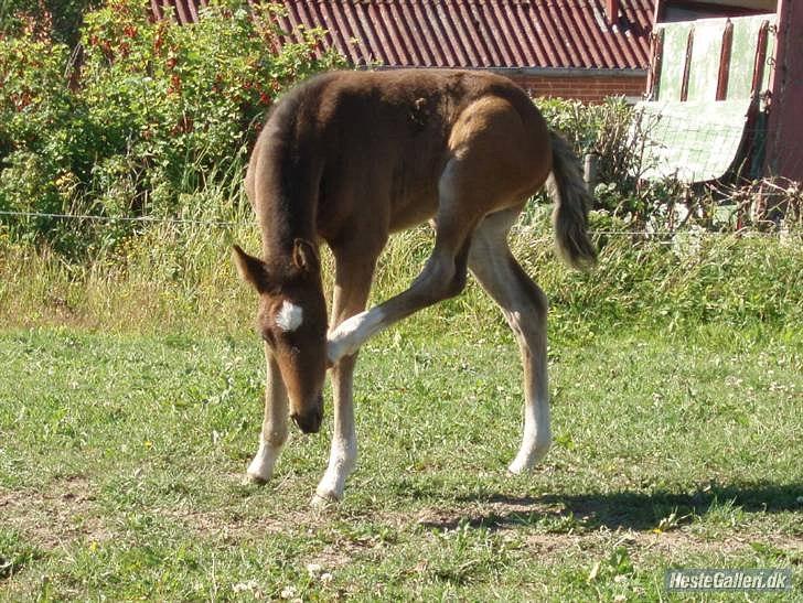 New Forest Lillevangs Dark Duke - Baby som baby :) billede 11