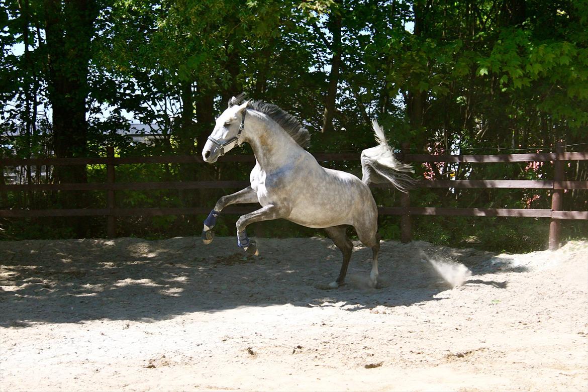 Hannoveraner Garantino 2000 billede 17