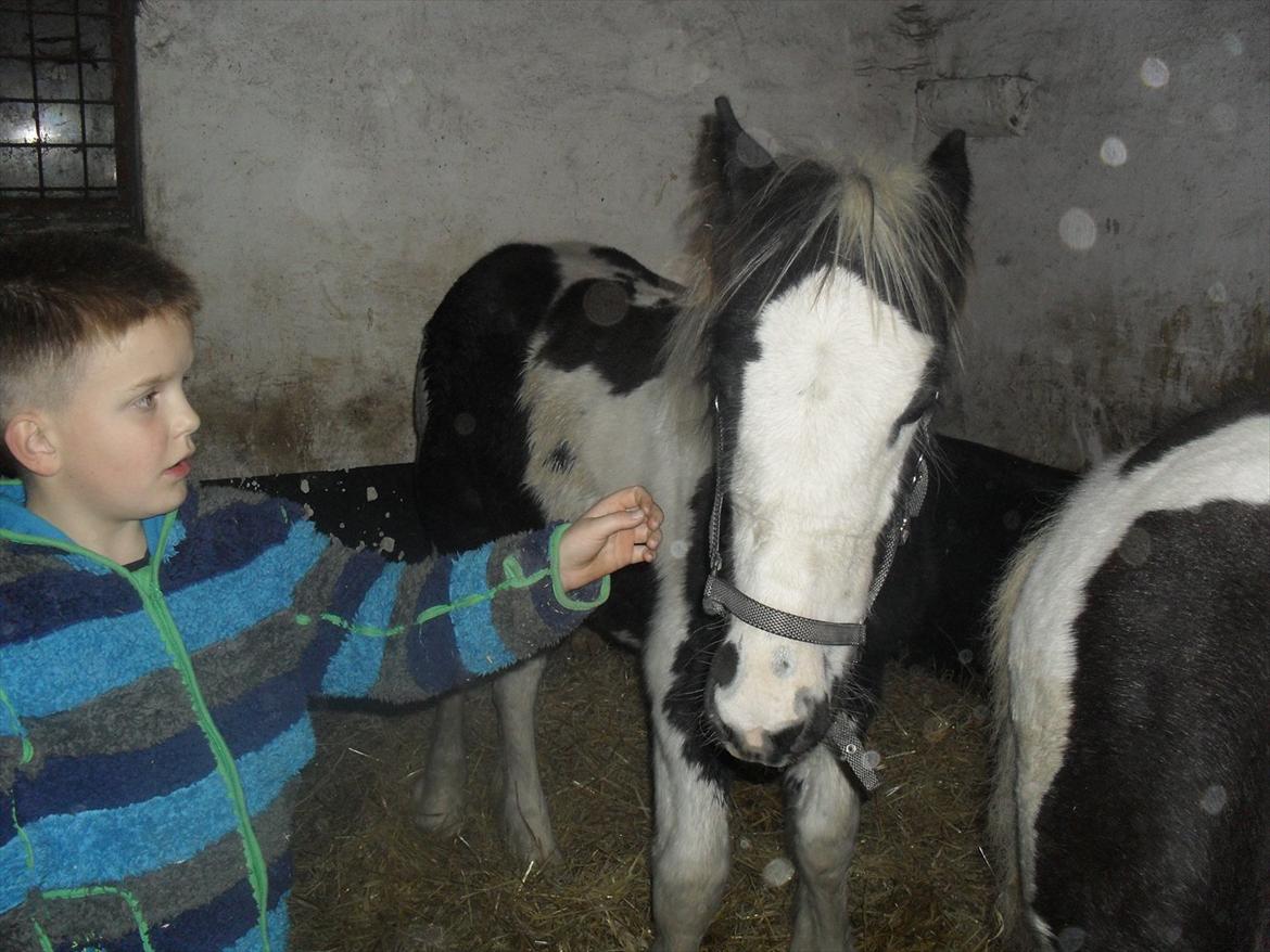 Irish Cob Zoe of Romany Vanner - Zoe... 7 måneder gammel. billede 5