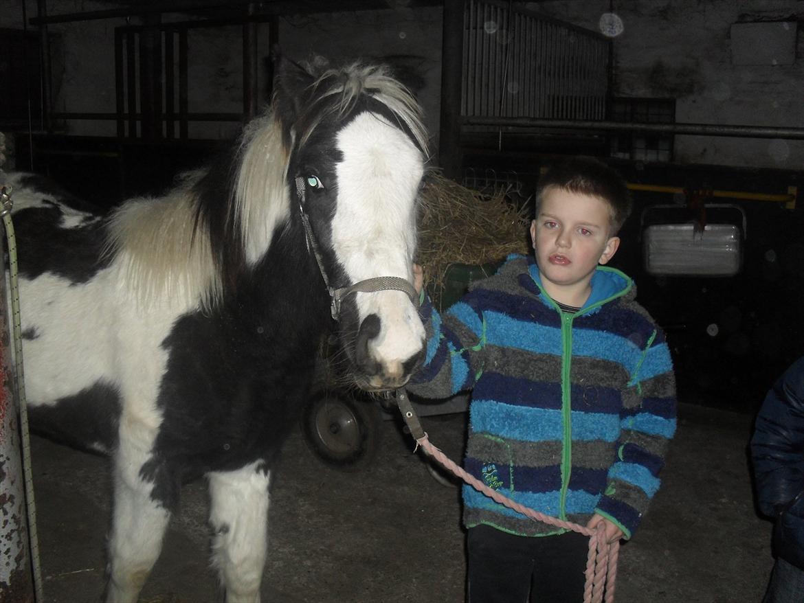 Irish Cob Zoe of Romany Vanner billede 6