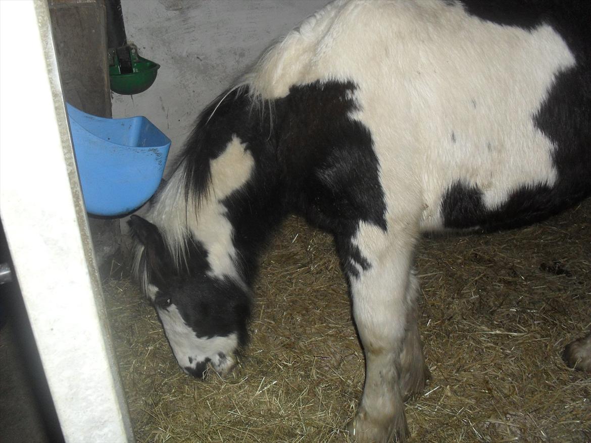 Irish Cob Zoe of Romany Vanner - Zoe i sit nye hjem... billede 7