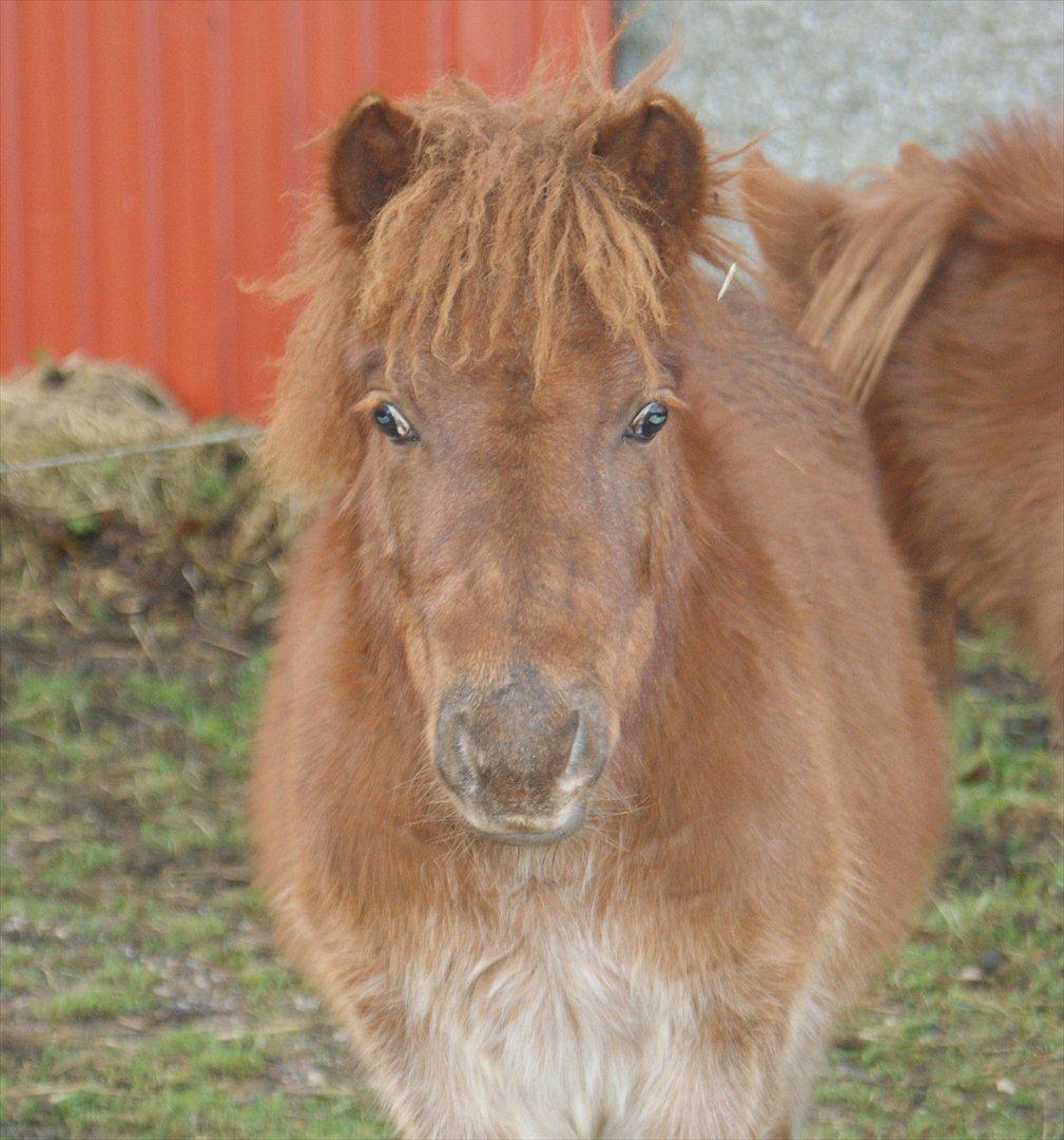 Shetlænder Justenborgs Legacy - d. 11. december 2011 og Legacy ligner en lille bamse-bjørn! billede 10