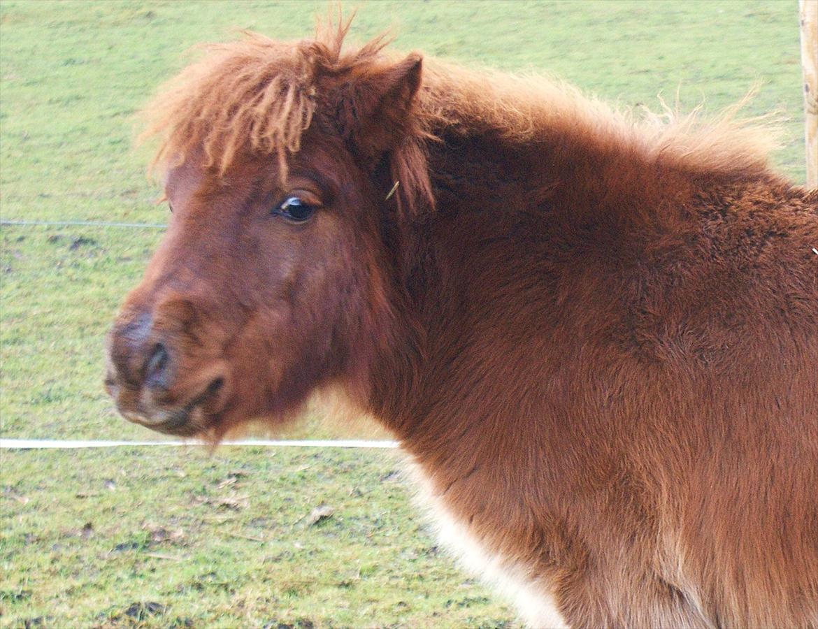 Shetlænder Justenborgs Legacy - d. 11 dec. 2011. Jeg kan lige vrinske lidt fornærmet over du ikke kommer over og klapper mig! billede 11