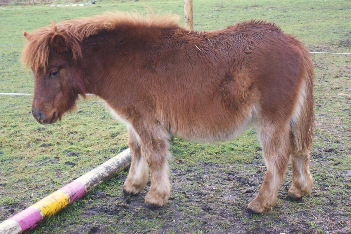 Shetlænder Justenborgs Legacy - d. 11. dec. 2011. et yndigt lille ponybarn :') - elsker hende rigtig højt! billede 12