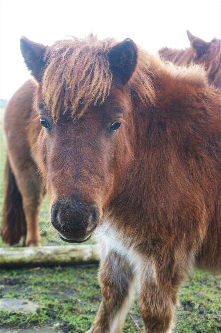 Shetlænder Justenborgs Legacy - 11. dec. 2011.  babyhest :3 billede 13