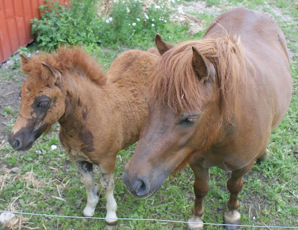 Shetlænder Justenborgs Legacy - 21. juli 2011. Legacy og hendes storesøster Mette ( e. Markeslevgårds Baron) billede 14