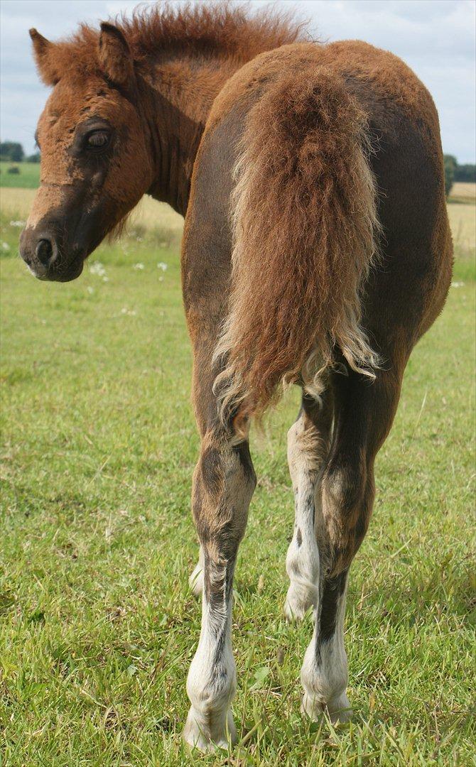 Shetlænder Justenborgs Legacy - 21. Juli 2011. Dengang hun begyndte at skifte pels og farve :) billede 15