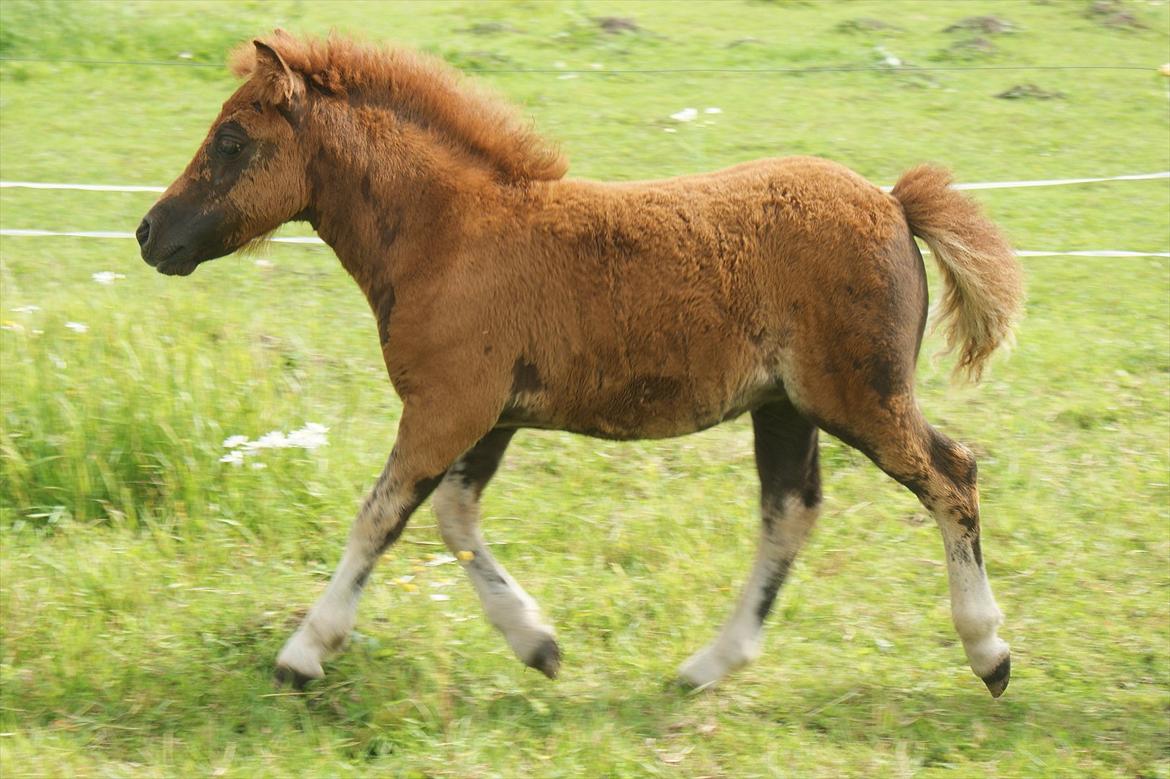 Shetlænder Justenborgs Legacy - d. 21. juli 2011. Sådan en yndig trav! - ligesom hendes mors.  billede 3