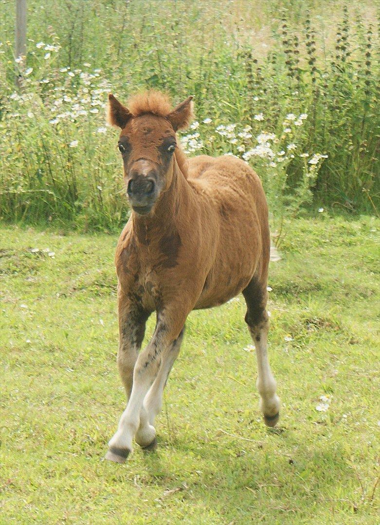 Shetlænder Justenborgs Legacy - d. 21. juli 2011. Legacy synes selv hun er et vilddyr! xD billede 16