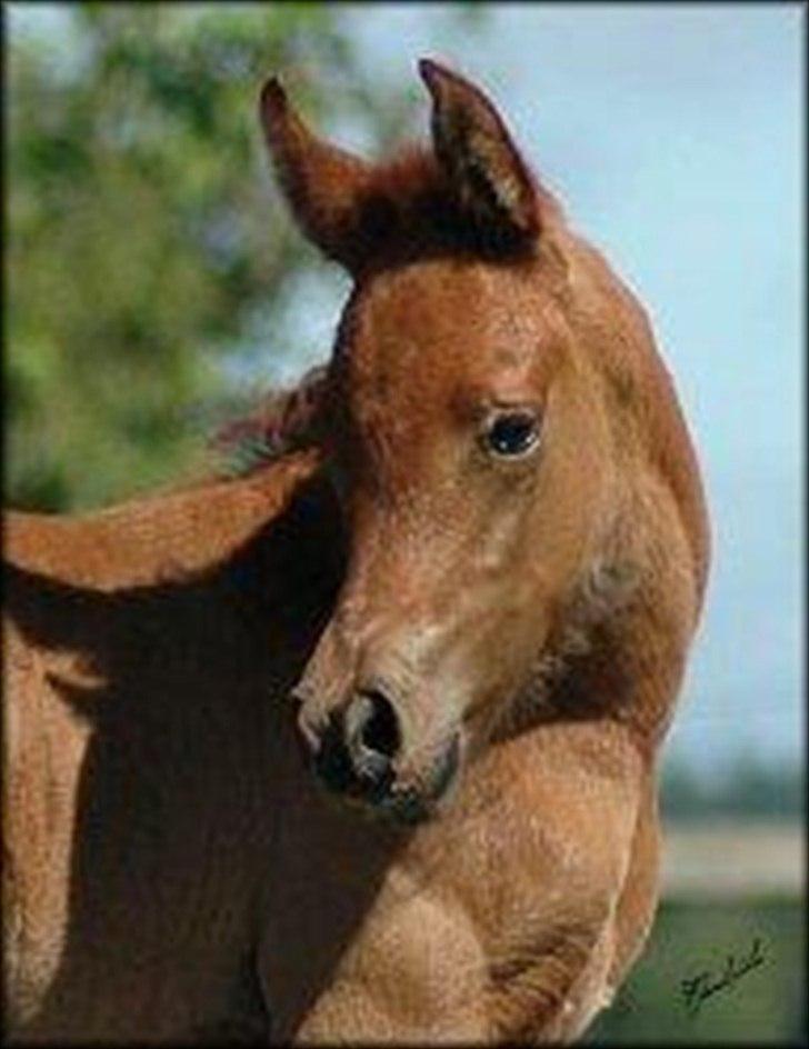 Arabisk fuldblod (OX) Helu - Helu få dage gammel :-*
Tak for du er den du er Helu. billede 5