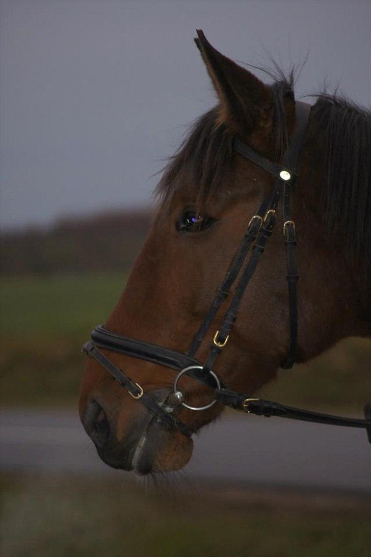 Traver Now Victory (gl. part) billede 13