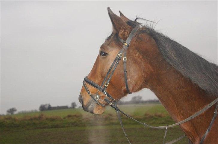 Traver Now Victory (gl. part) billede 14