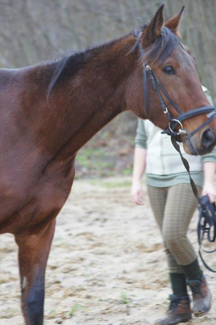 Traver Now Victory (gl. part) billede 16