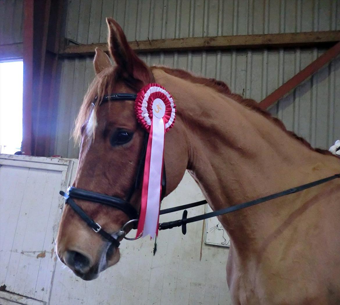 Dansk Varmblod Cuzco (Røde) - Rødes første vinderroset :) billede 5