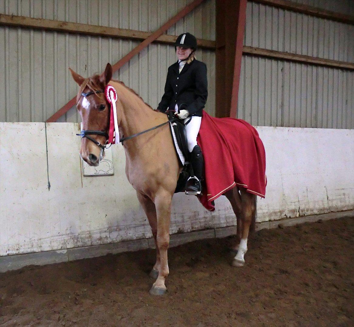 Dansk Varmblod Cuzco (Røde) - Rødes første vinderroset :) Rytter: Majbritt Olesen billede 9