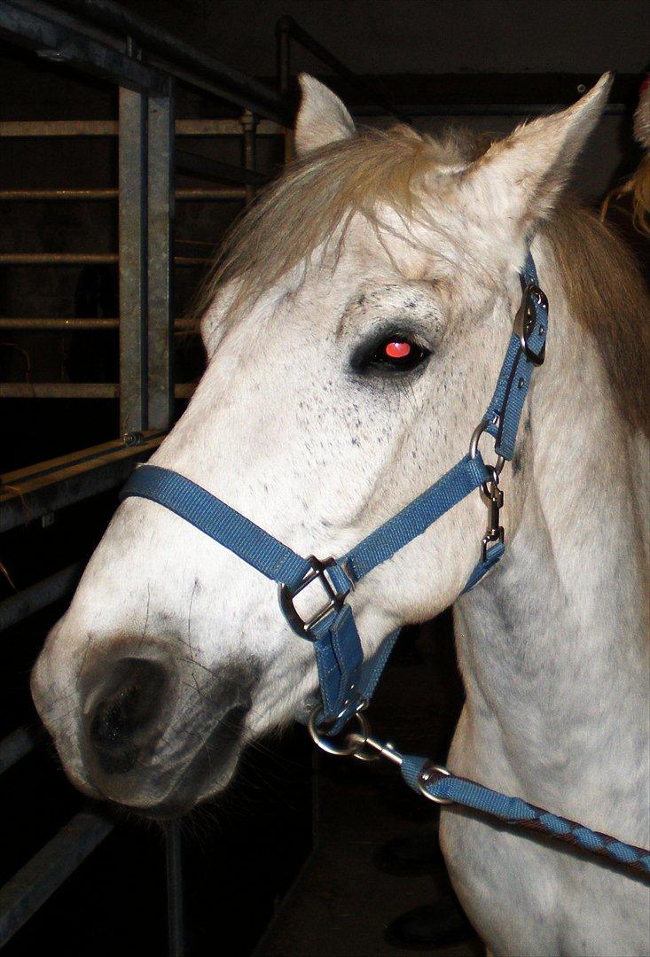 Tysk Sportspony Peanut *R.I.P*  billede 20