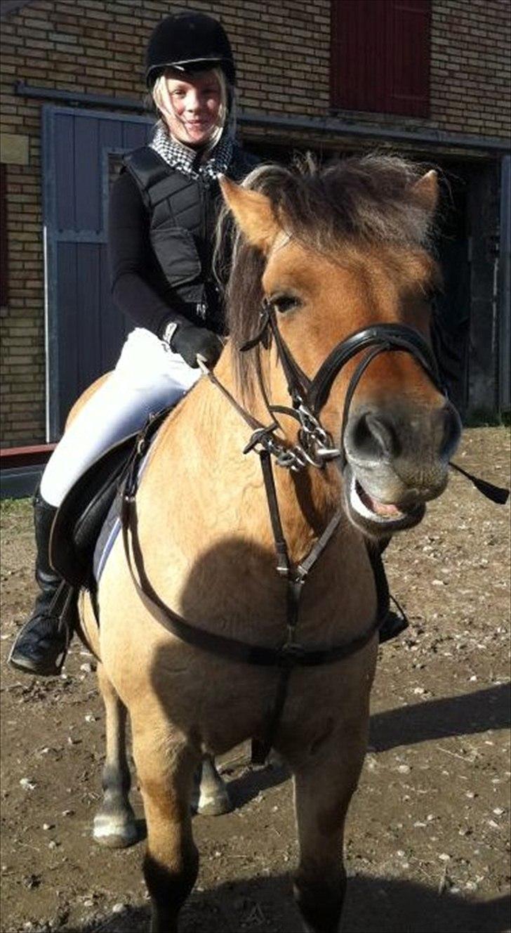 Fjordhest Frodo - Frodo og jeg til vores første springstævne:) billede 16