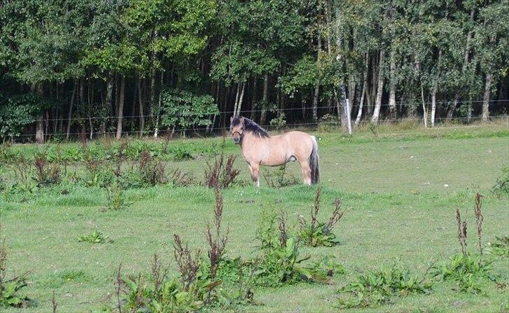 Fjordhest Frodo - Frodo der står på folden:D billede 17