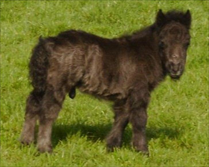 Shetlænder Tøttrups Minimum *solgt* - Minimum som føl :) billede 19