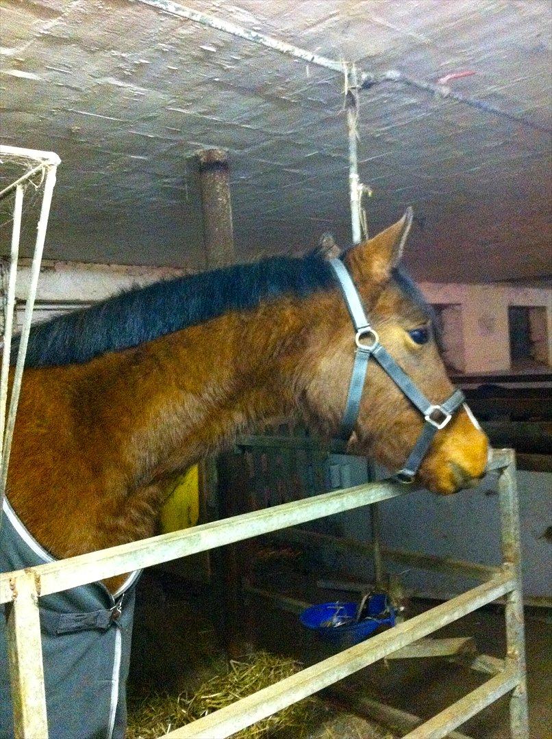 Anden særlig race Ahmad (Ferrari) billede 13