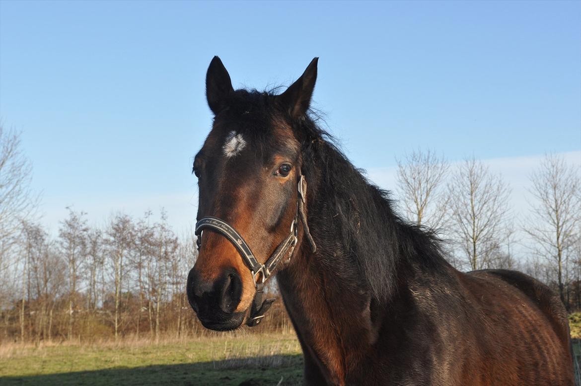 Trakehner Ikarus E billede 2