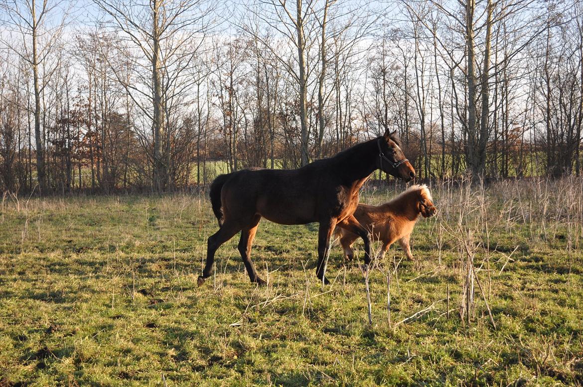 Trakehner Ikarus E billede 3