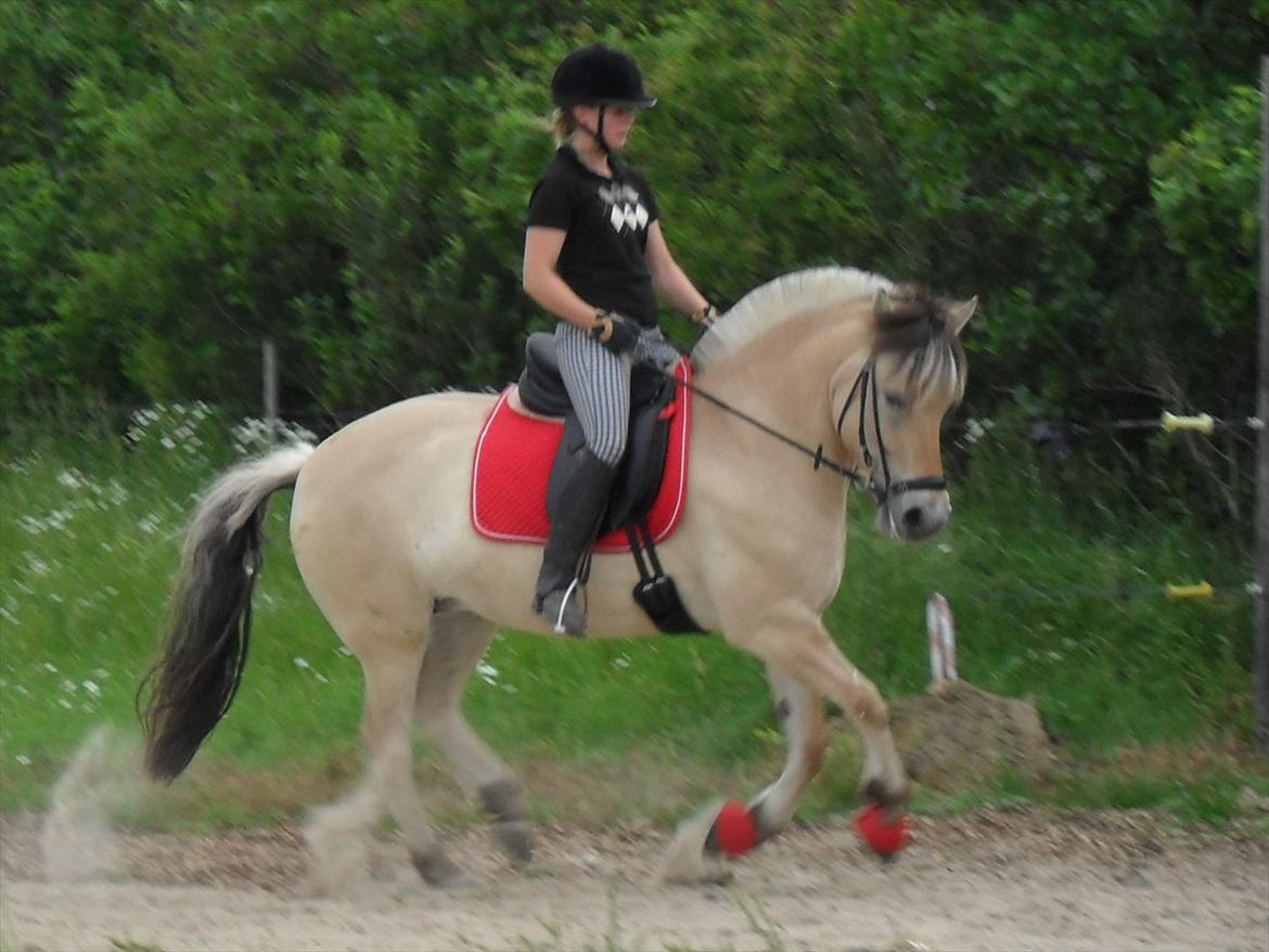 Fjordhest Fønix Elsa - træning her hjemme billede 2