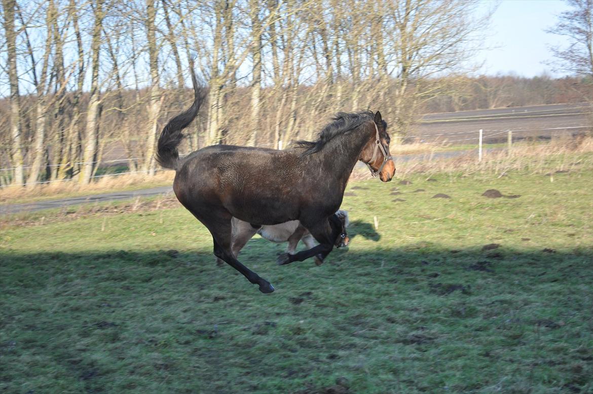 Trakehner Ikarus E - Og så et lille hop. billede 5