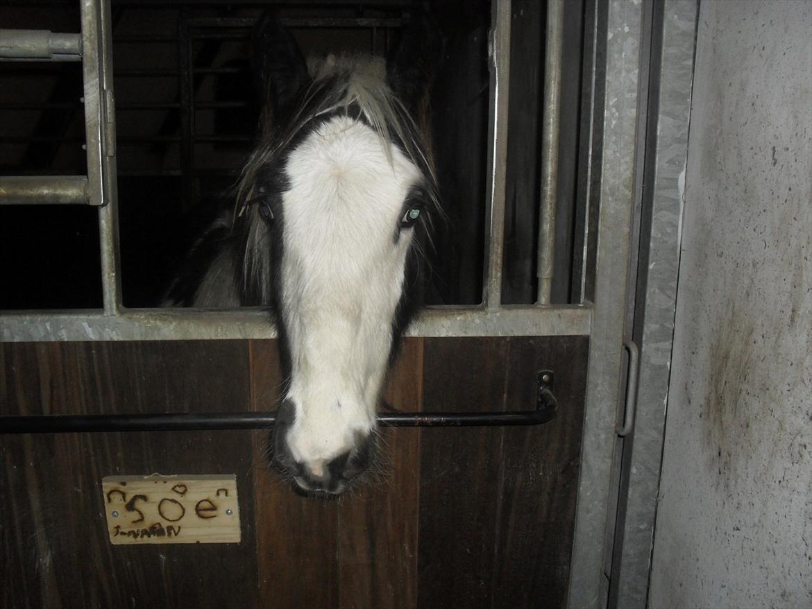 Irish Cob Zoe of Romany Vanner billede 9