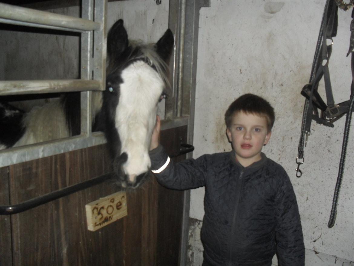 Irish Cob Zoe of Romany Vanner billede 10