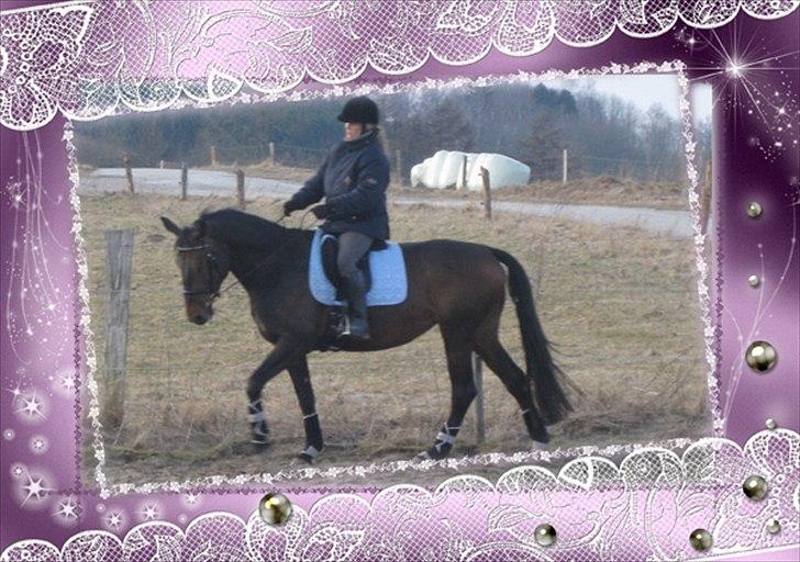Dansk Varmblod Beauty billede 8