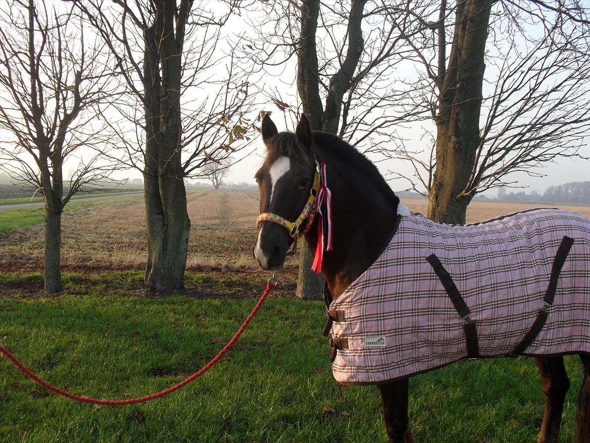 New Forest Firfod Jordbær med fløde - Jordbær efter stævne. billede 8