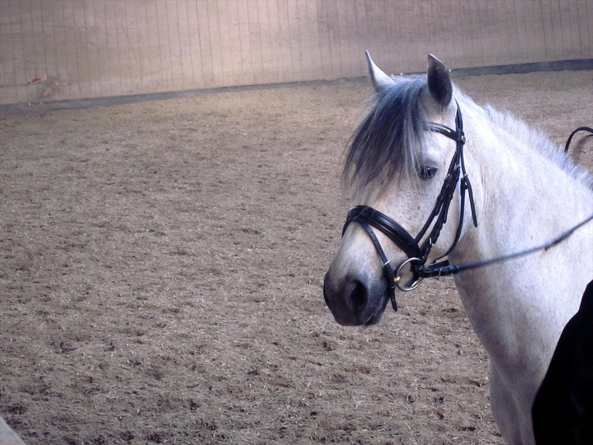 Connemara | Nørlunds Irish Rose | Made in heaven - Da jeg prøvede Rose. <3 
Elsker dig.  billede 14