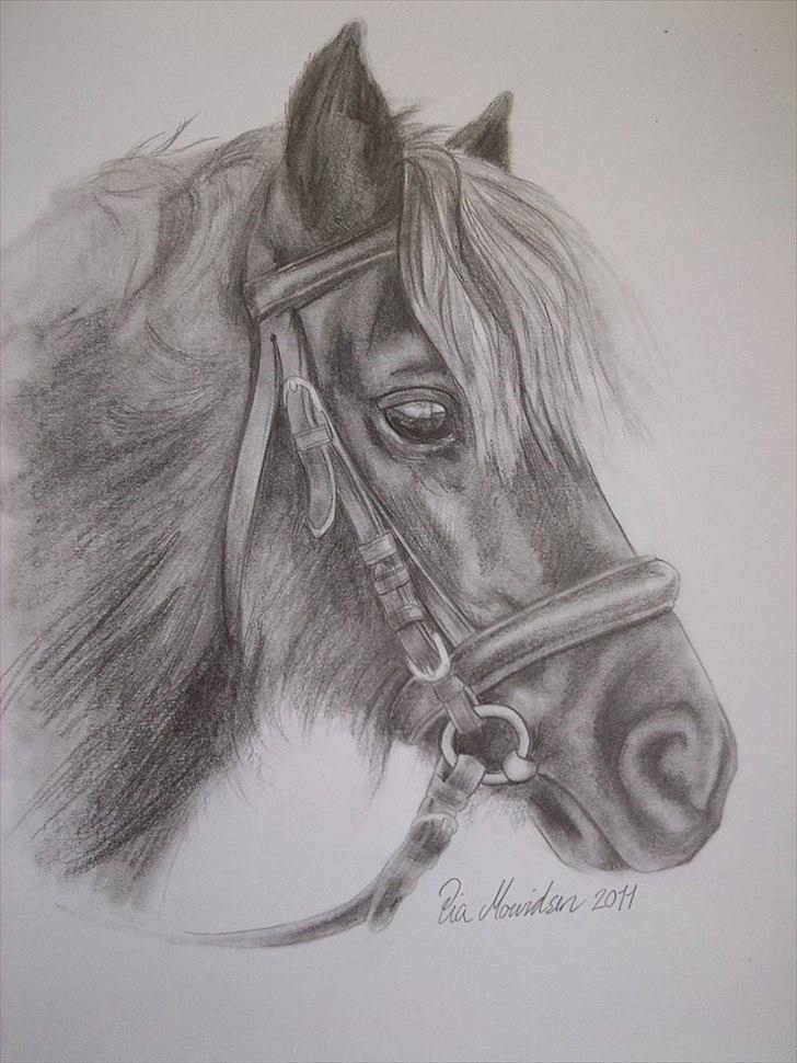 Anden særlig race Føllebølle - Blyantstegning af Føllebølle. Billedet det er tegnet fra siger vist sig selv :-) billede 17