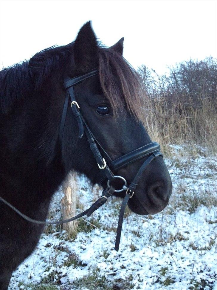 Anden særlig race Føllebølle billede 18