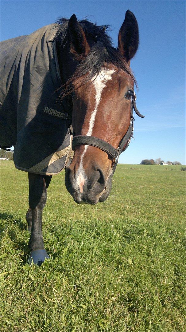 Pinto Pegasus *solgt* - Ville gerne have dette som det første billed der bliver vist men ved ikke hvordan man gør det...? billede 1