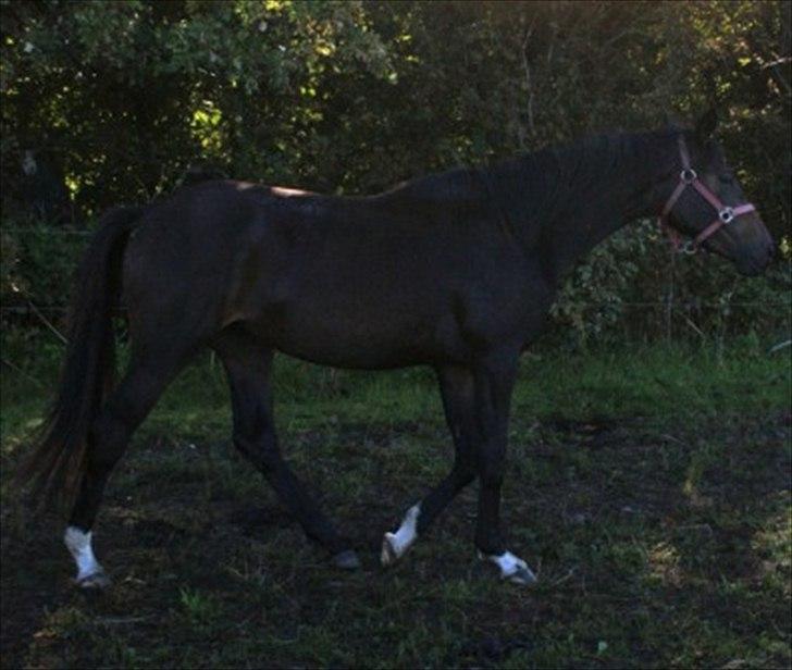 Dansk Varmblod Zena - SOLGT -RIP  :'( billede 12
