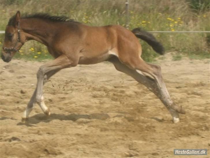Dansk Varmblod Zena - SOLGT -RIP  :'( billede 14