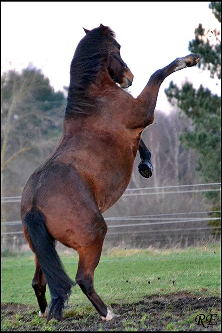 Dansk Varmblod Akeleje<3 With a heart of gold<3 - det der ben skat<3;P billede 7