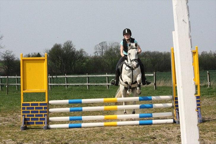 Anden særlig race Tristan Silverboy - vores første springtur :D billede 5