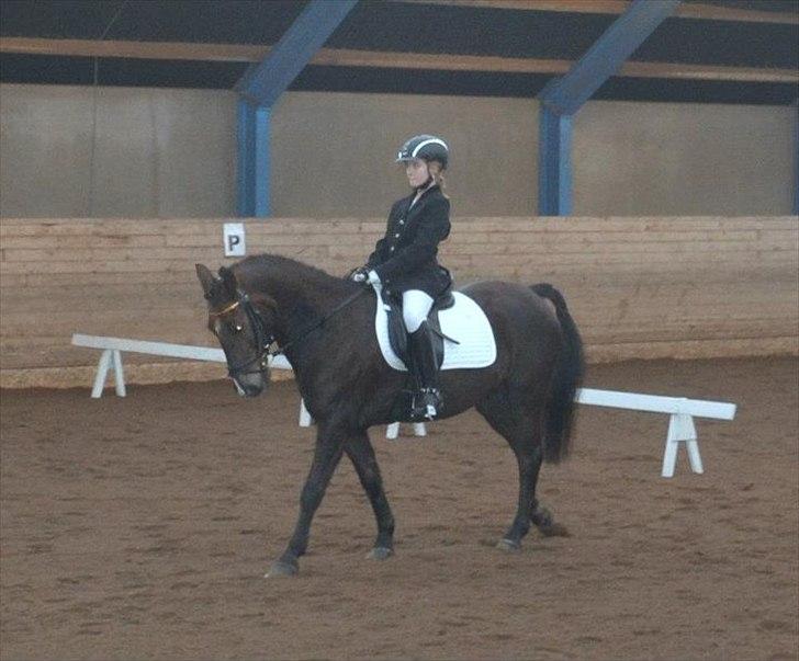 DSP Horsmarks Liberkin (DSP) - Kathrine og Liberkin's første stævne sammen... så lykkelige og stolte! billede 1