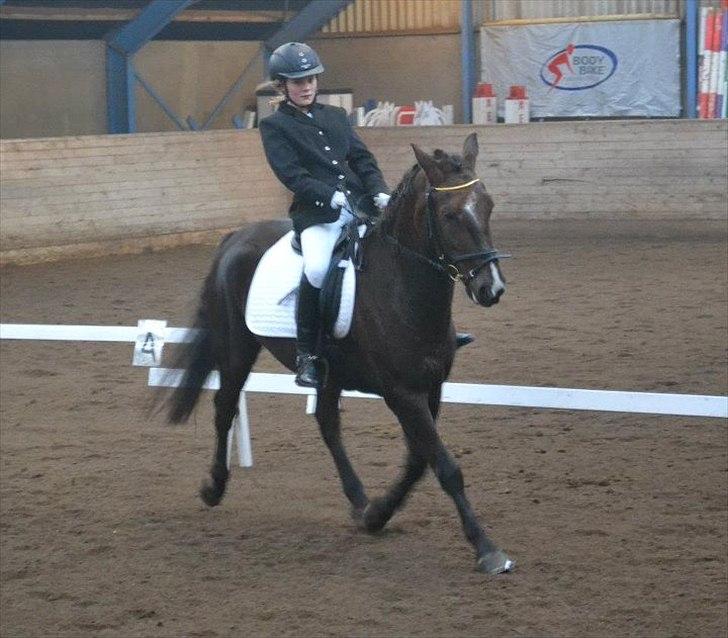 DSP Horsmarks Liberkin (DSP) billede 2