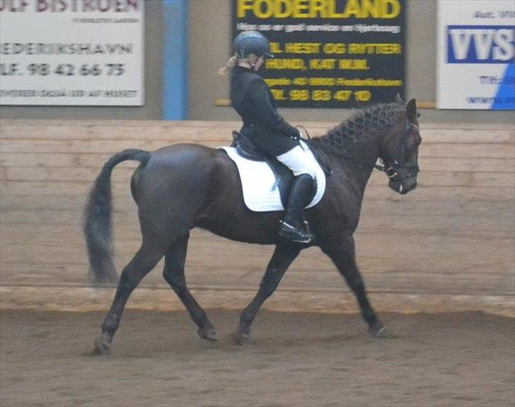 DSP Horsmarks Liberkin (DSP) billede 3