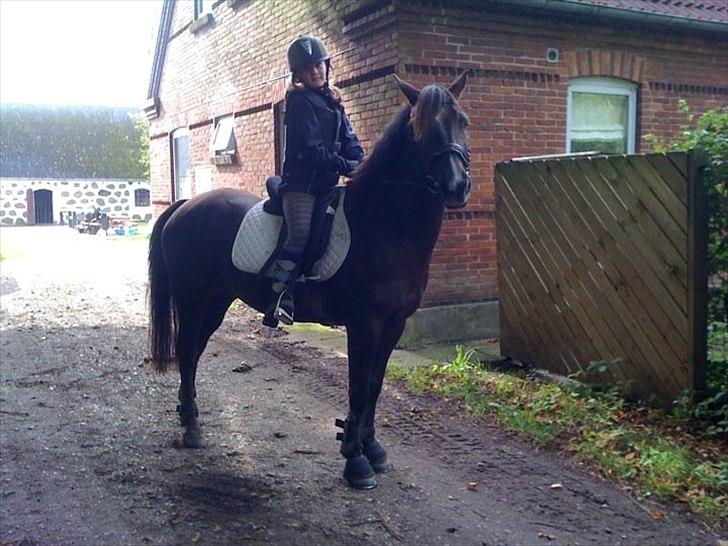 DSP Horsmarks Liberkin (DSP) - Kathrines første tur på Liberkin billede 4