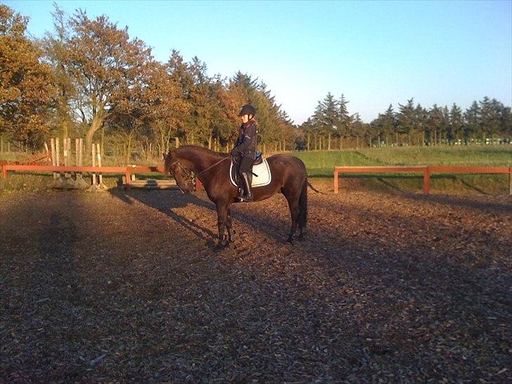 DSP Horsmarks Liberkin (DSP) billede 5