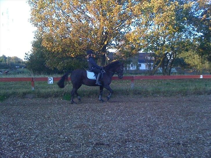 DSP Horsmarks Liberkin (DSP) billede 6