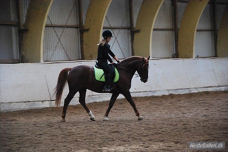 New Forest Igor <3 - Normal træning :)
Foto af - Christina billede 6