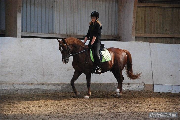 New Forest Igor <3 - Træning.
Foto af - Christina billede 2